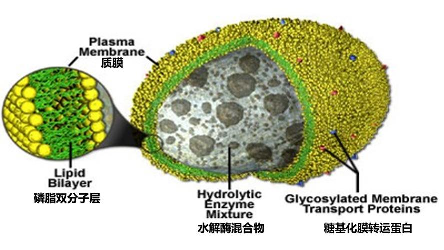 溶酶体中的水解酶在哪里合成