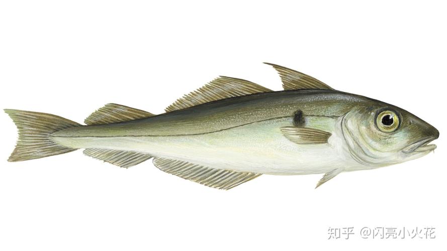 fish什么意思中文