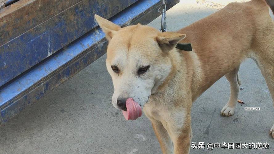 中华田园犬为什么禁养