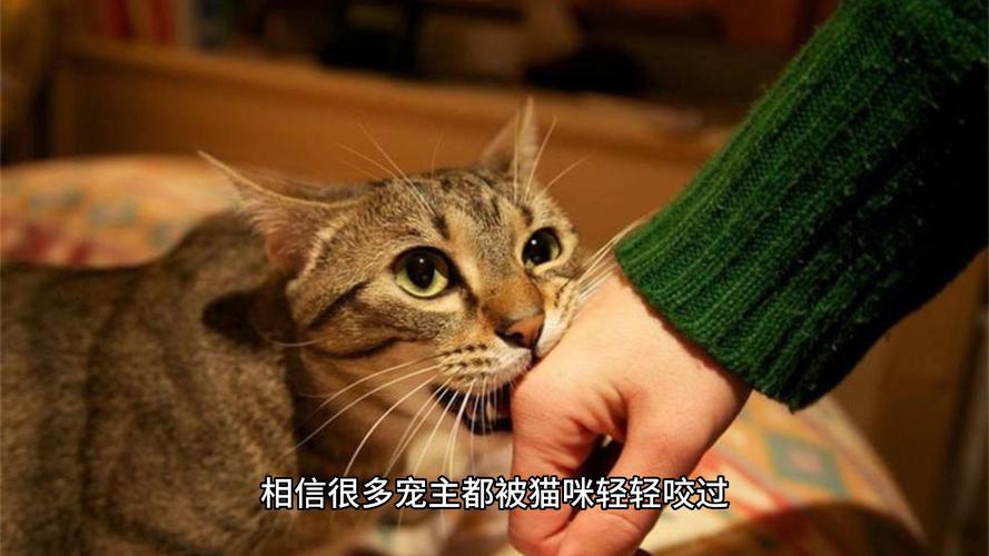 梦见猫咬我是什么意思