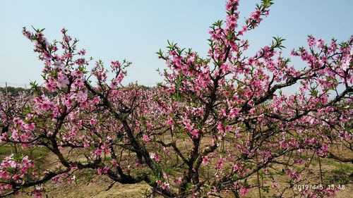 桃园有哪些景点