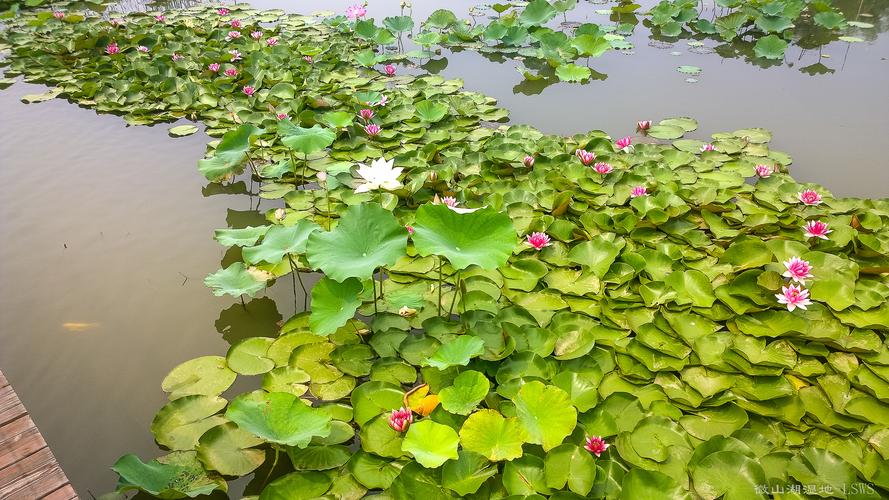 芜湖免费景点有哪些