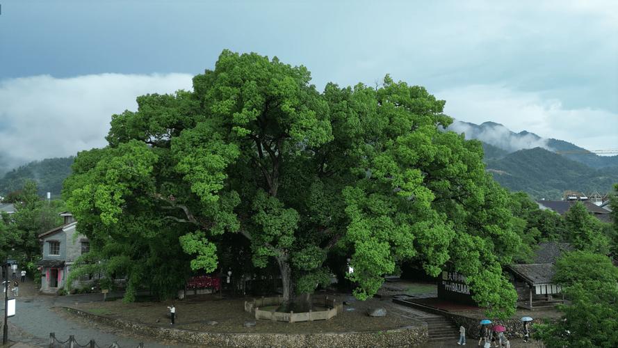 樟树有哪些旅游景点