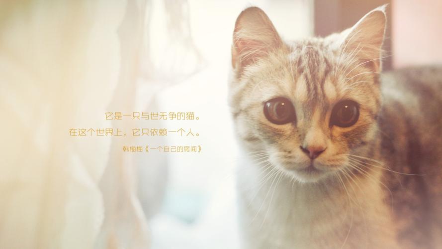 做梦梦到猫是什么意思