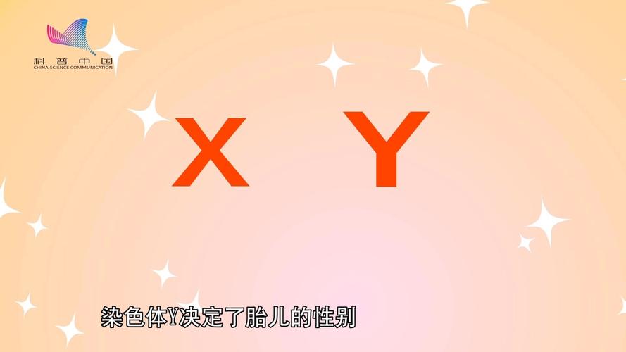 xy染色体是什么意思