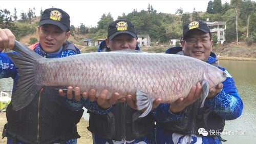 钓青鱼用什么饵料最好