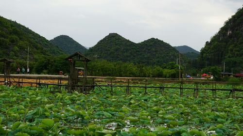 云南文山风景区有哪些景点