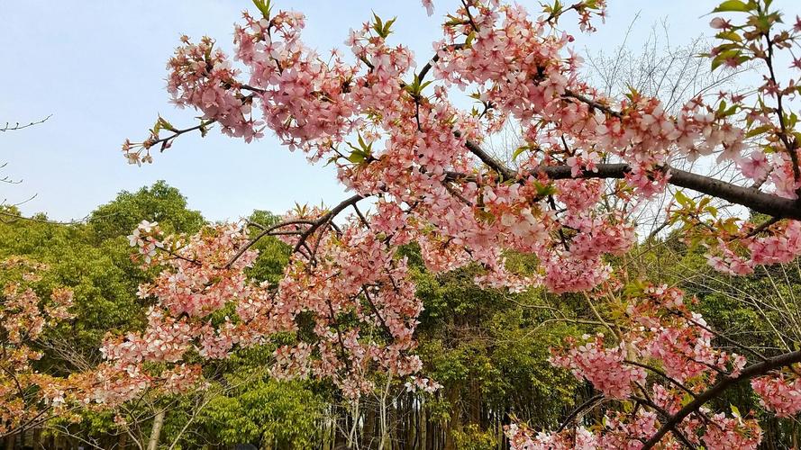 宝山有哪些景点