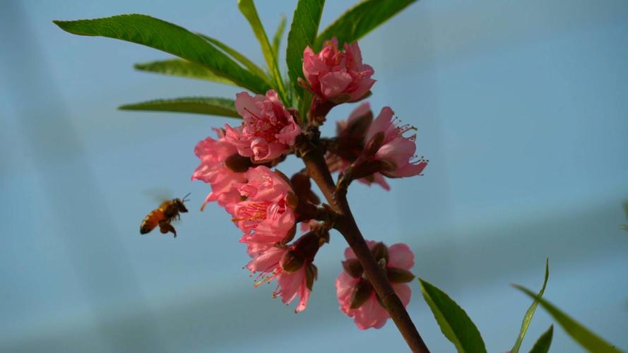 桃花是什么季节开的