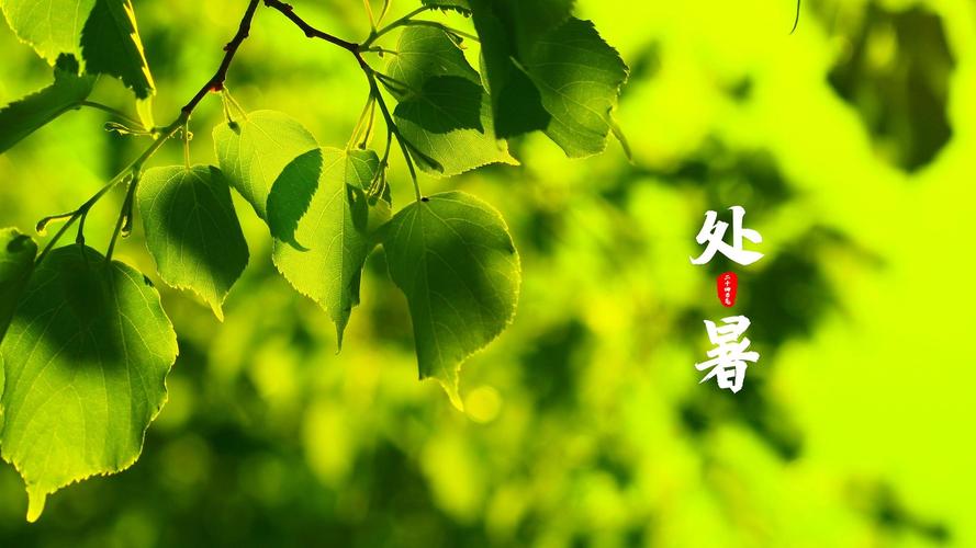 处暑是什么意思24节气介绍