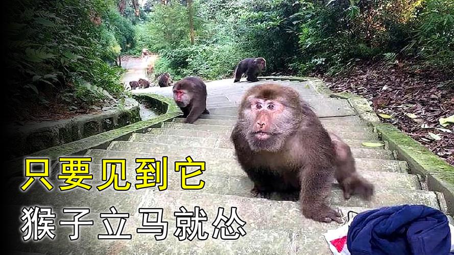 峨眉山游客遭猴子抢包如何应对此种情况