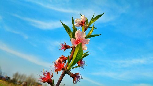 信阳适合养什么花，市花和市树是什么