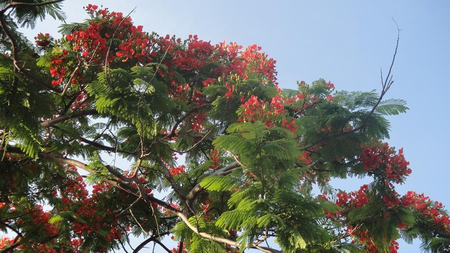 商丘适合养什么花，市花和市树是什么