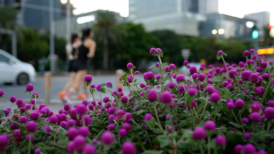 荆州适合养什么花，市花和市树是什么