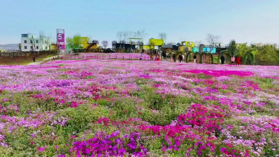 十堰适合养什么花，市花和市树是什么