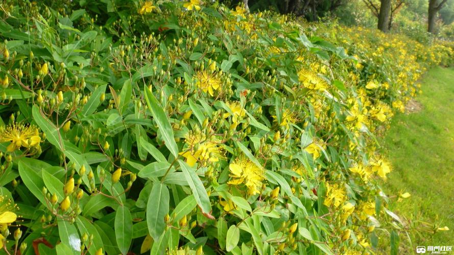 荆门适合养什么花，市花和市树是什么