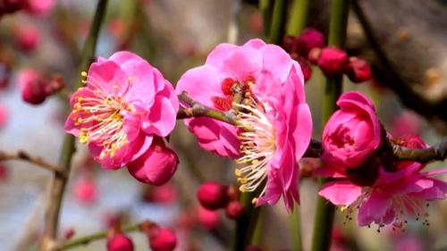 聊城适合养什么花，市花和市树是什么