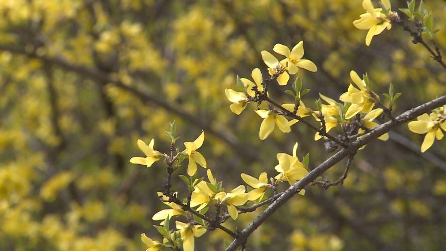 莱芜适合养什么花，市花和市树是什么