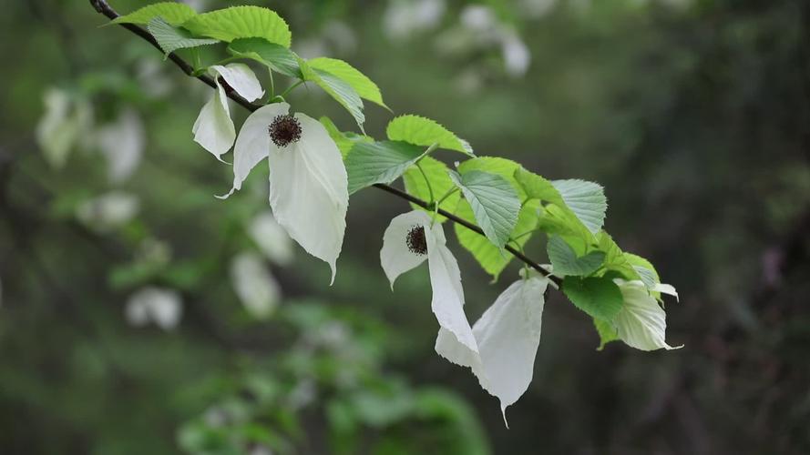 长沙适合养什么花，市花和市树是什么