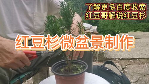 红豆杉的养殖方法