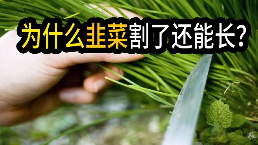 韭菜过冬啥时间不再割，北方割到几月份