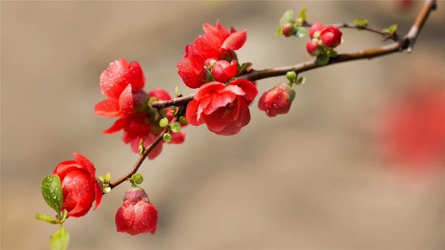 海棠花有几种，什么品种海棠最好