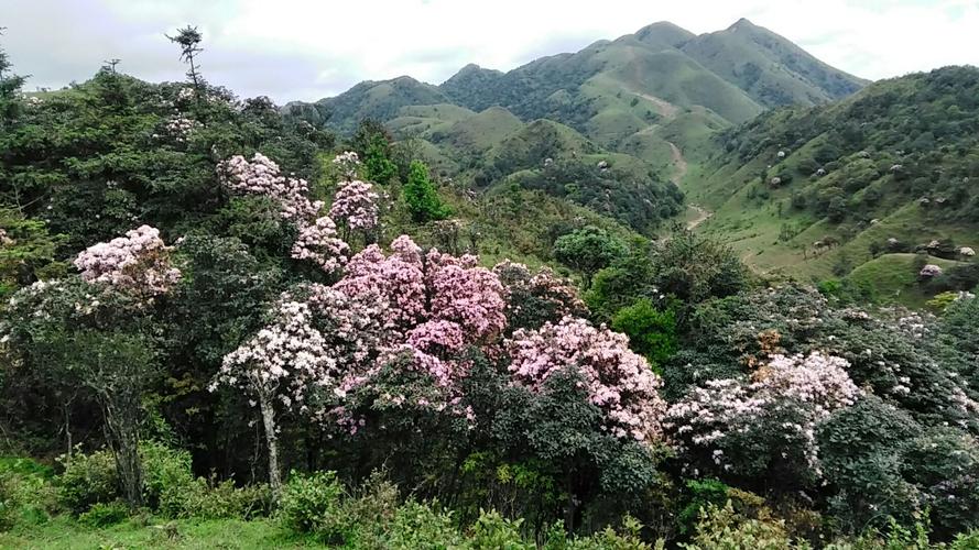 毛肋杜鹃的花期管理