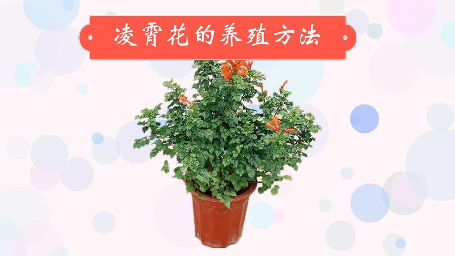 凌霄花怎么修剪，是常绿植物吗