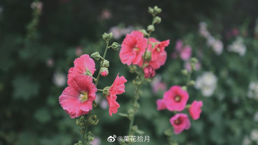 蜀葵的花语和寓意，有什么传说故事