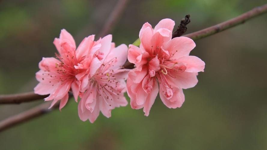 桃花是什么意思，桃花的图片