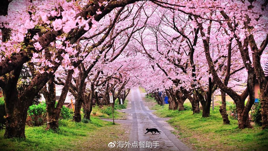 中国樱花开花时间，和日本樱花有什么区别