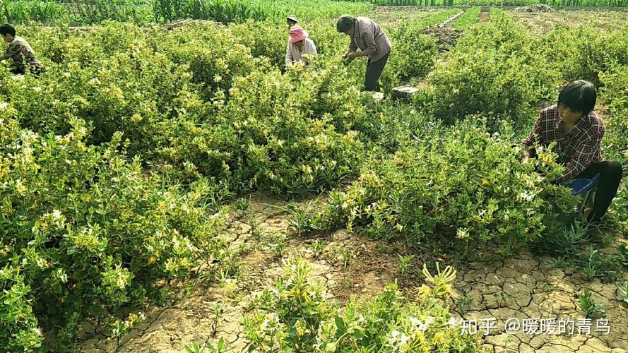 金银花苗多少钱一棵，金银花苗价格