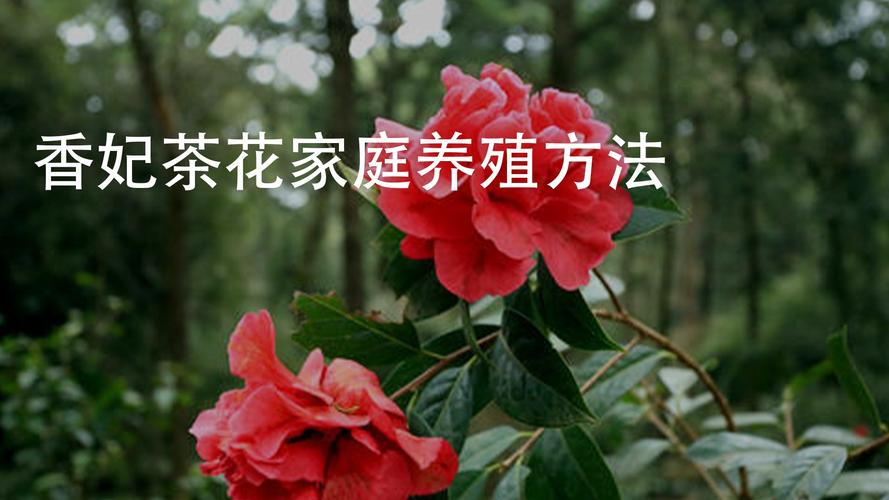 茶花怎么养