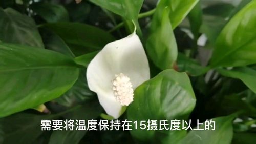 白掌花败了什么原因