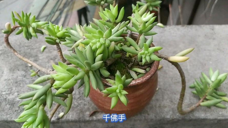 多肉植物如何养须根