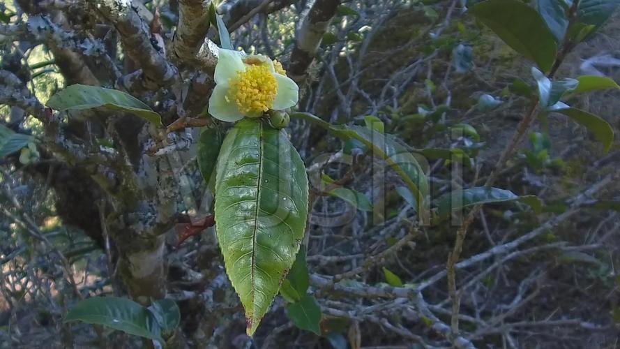 茶树花怎么养殖