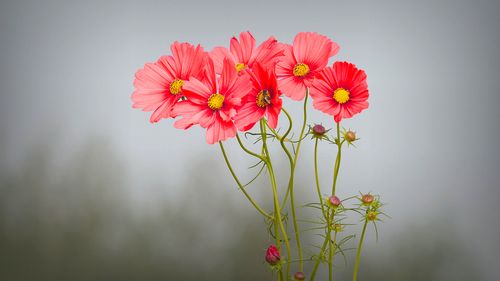 波斯菊什么时候开花