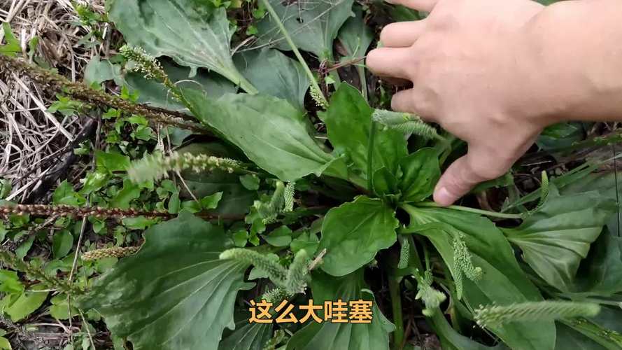 它被称为植物界的“止血剂”，田间随处可见，很多人都不知道