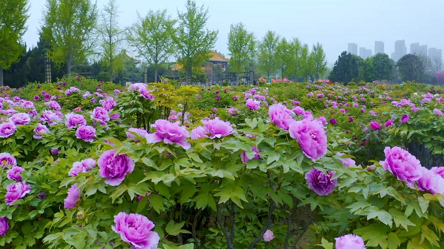 德州适合养什么花，市花和市树是什么