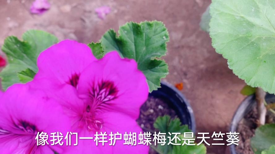 蝴蝶梅几月份开花