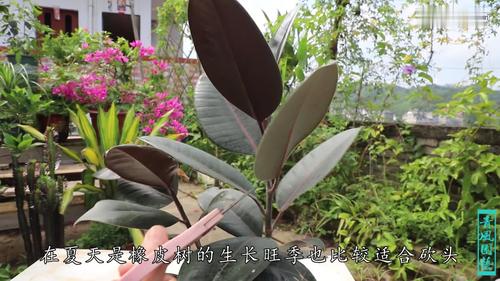 橡皮树怎么修剪更好看-墨子百科 橡皮树怎么修剪更好看