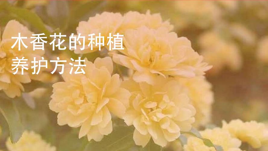 木香花怎么修剪