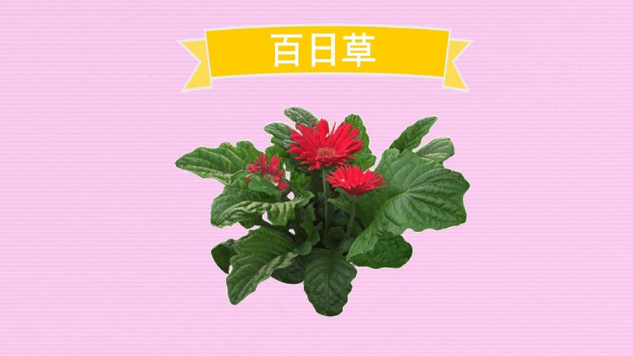 玉簪花能水养吗，怎么水养