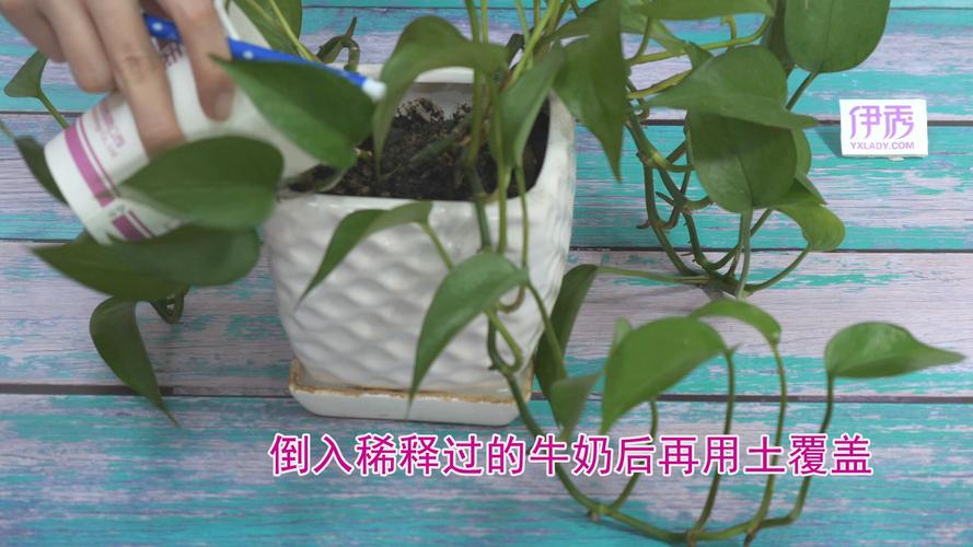 过期牛奶可以浇花吗，还有哪些浇花方式