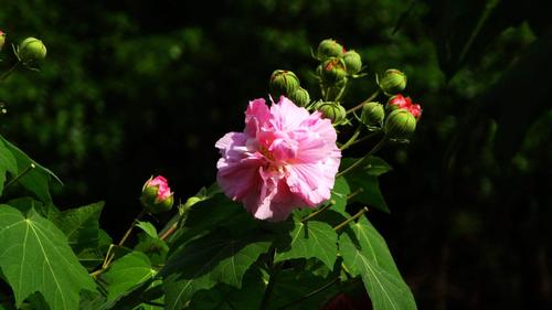 木芙蓉秋天怎么养