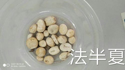 半夏多少钱一斤，半夏价格