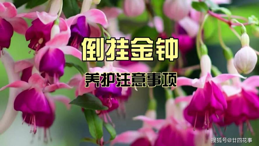 金钟花的养殖方法和注意事项