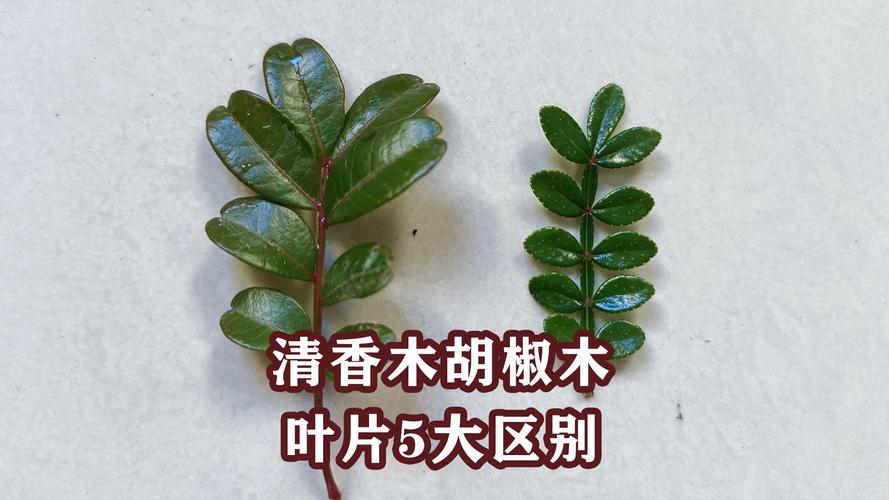 清香木盆景制作及养护