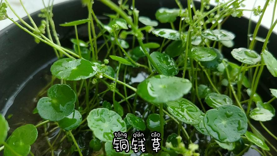 铜钱草水培可以养鱼吗，什么水培植物可以养鱼