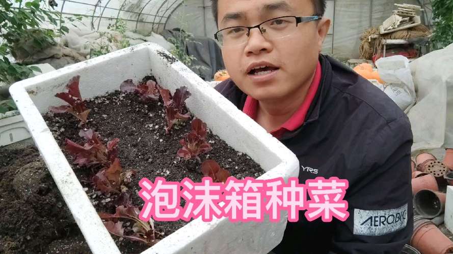 泡沫箱种菜有毒吗